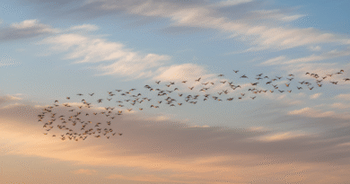 ভি আকারে কেন উড়ে পাখিরা – পাখির দল আকাশে ভি আকৃতিতে উড়ছে
