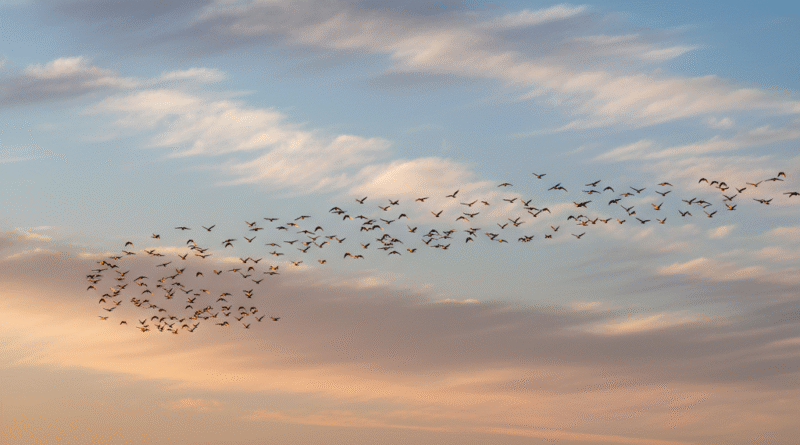 ভি আকারে কেন উড়ে পাখিরা – পাখির দল আকাশে ভি আকৃতিতে উড়ছে
