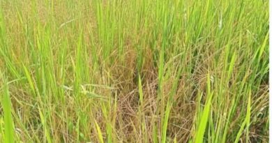 নীলফামারীতে কারেন্ট পোকার আক্রমন