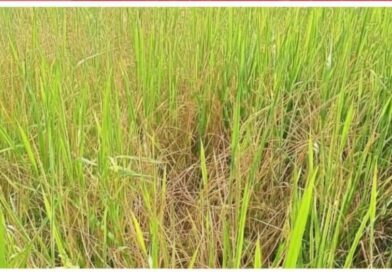 নীলফামারীতে কারেন্ট পোকার আক্রমন