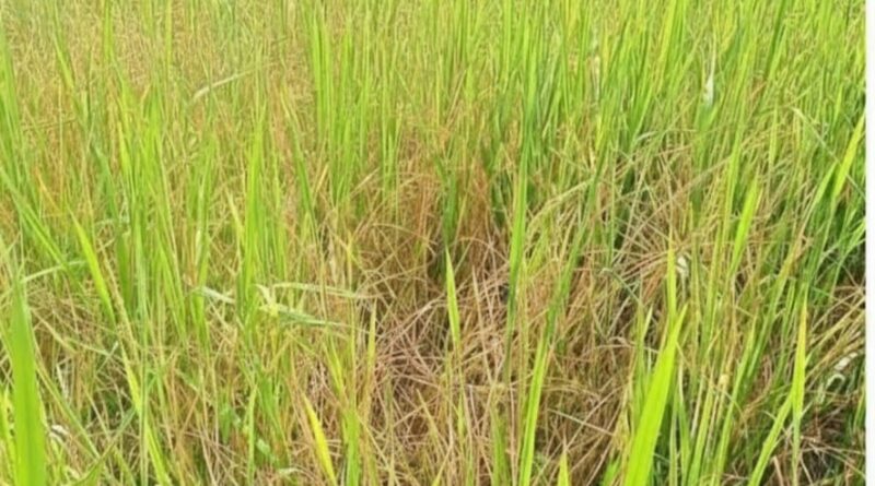 নীলফামারীতে কারেন্ট পোকার আক্রমন