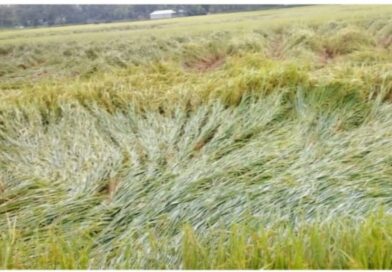 বৃষ্টি বলয় উত্তর বঙ্গে